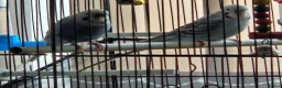 Budgerigars birds for sale: Male and female budgies in Manchester - Advert 4