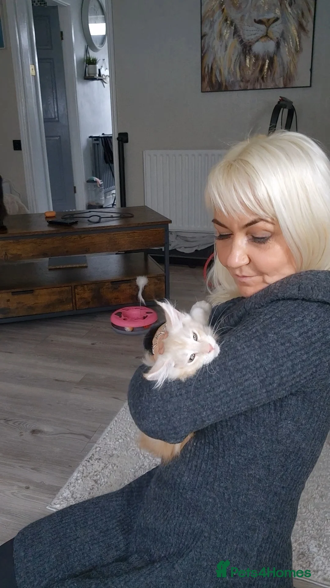 Maine Coon cats for sale: Beautiful Maine Coon boys . - Advert 18