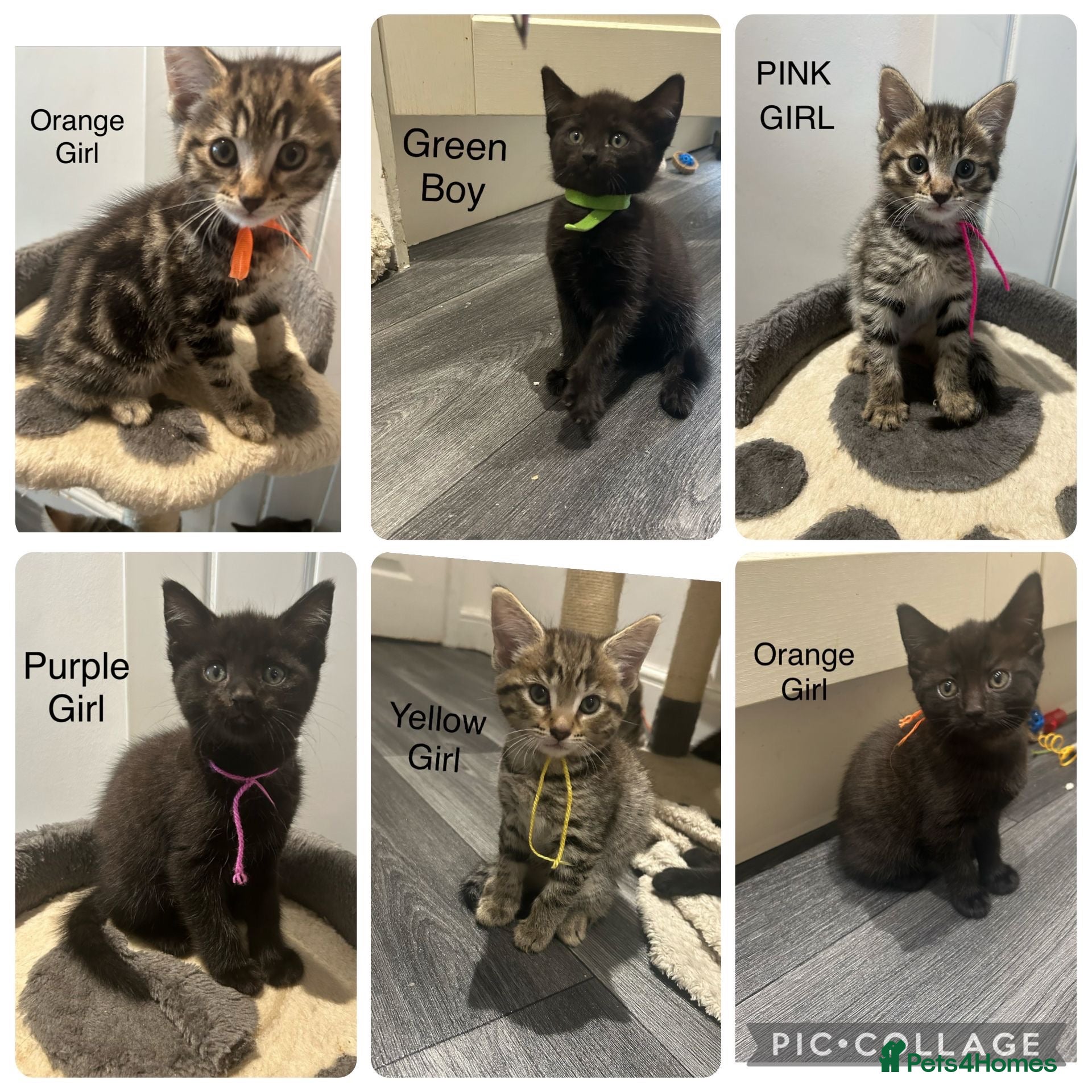 Mixed Breed cats British Mixed Kittens 5 Girls 1 Boy  - Advert 1
