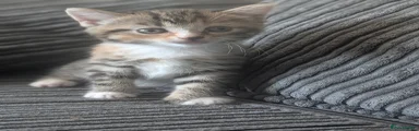 Light tabby