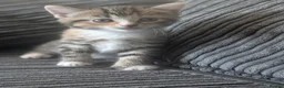 Domestic Shorthair cats for sale: 6 adorable kittens  - Advert 18
