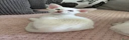 Siamese cats for sale: GCCF registered Siamese kittens - Advert 12