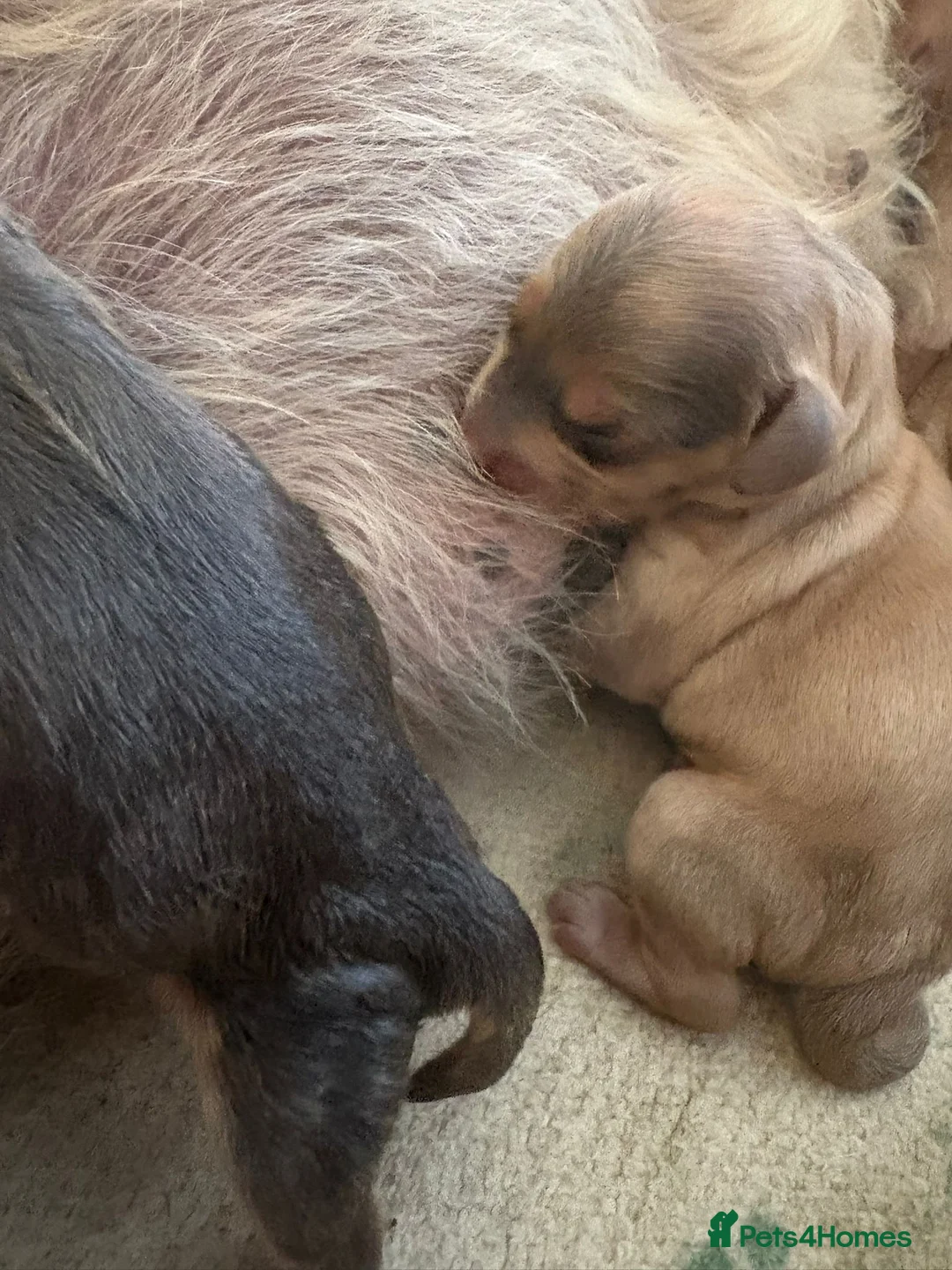 Cockapoo dogs for stud: Extensively DNA tested, experienced Sable Cockapoo in Wrexham - Advert 10