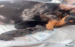 Miniature Dachshund dogs for sale: Pra clear mini smooth dachshund pups - Image 2
