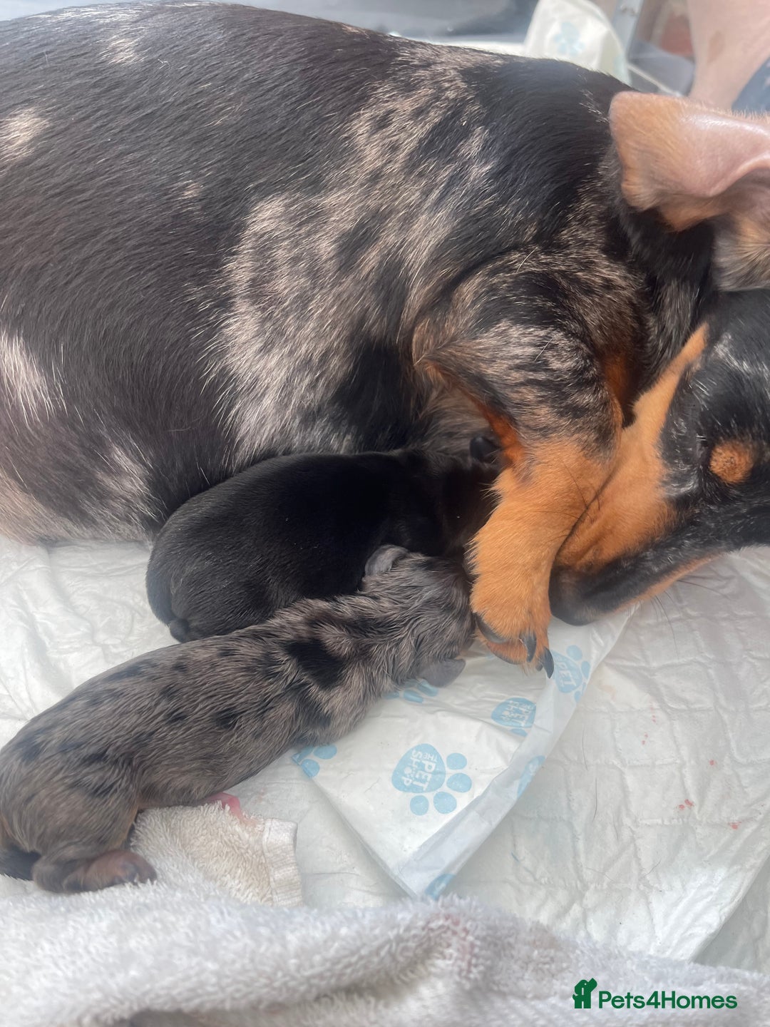 Miniature Dachshund dogs for sale: Pra clear mini smooth dachshund pups - Image 2