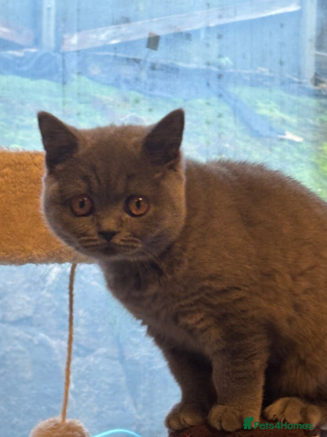 British Shorthair cats for sale: British blue shorthair  - Advert 1