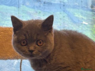 British Shorthair cats British blue shorthair - Advert 2