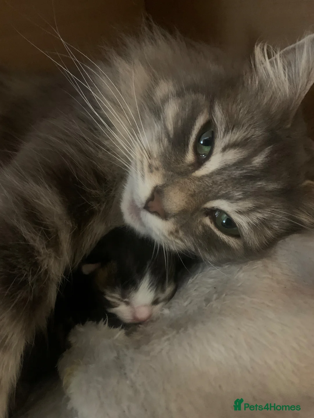 Mixed Breed cats for sale: Fluffy babies - Advert 2