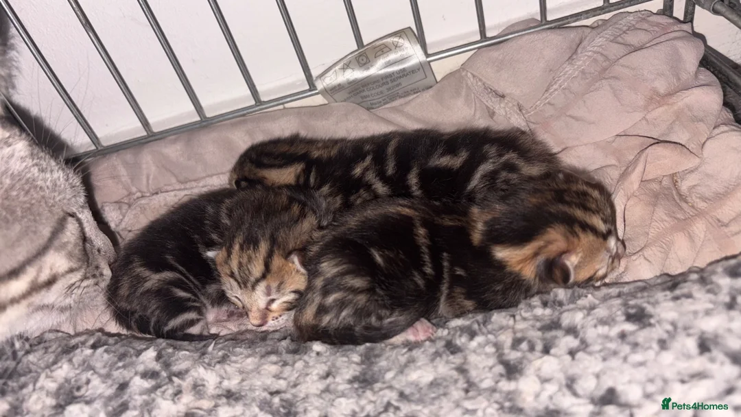 Bengal cats for sale: Bengal cross kittens - Advert 1