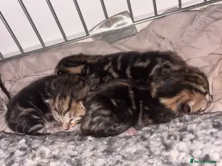 Bengal cats Bengal cross kittens - Advert 5