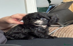 Sproodle dogs for sale: Beautiful Sproodle pups  - Image 13