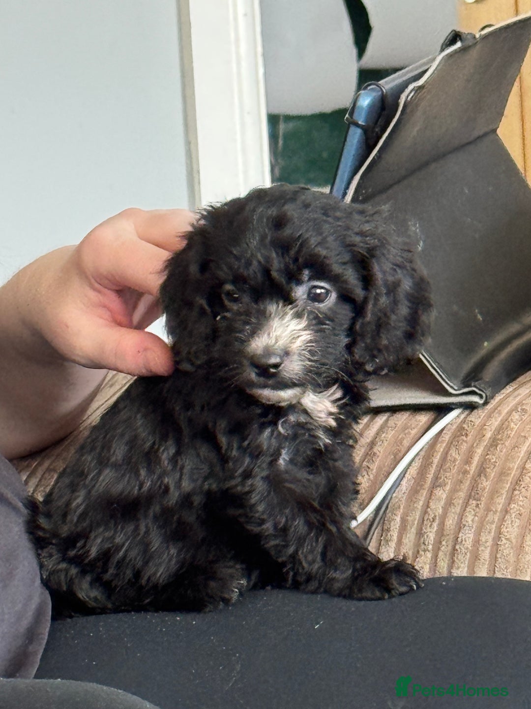 Sproodle dogs for sale: Beautiful Sproodle pups  - Image 13
