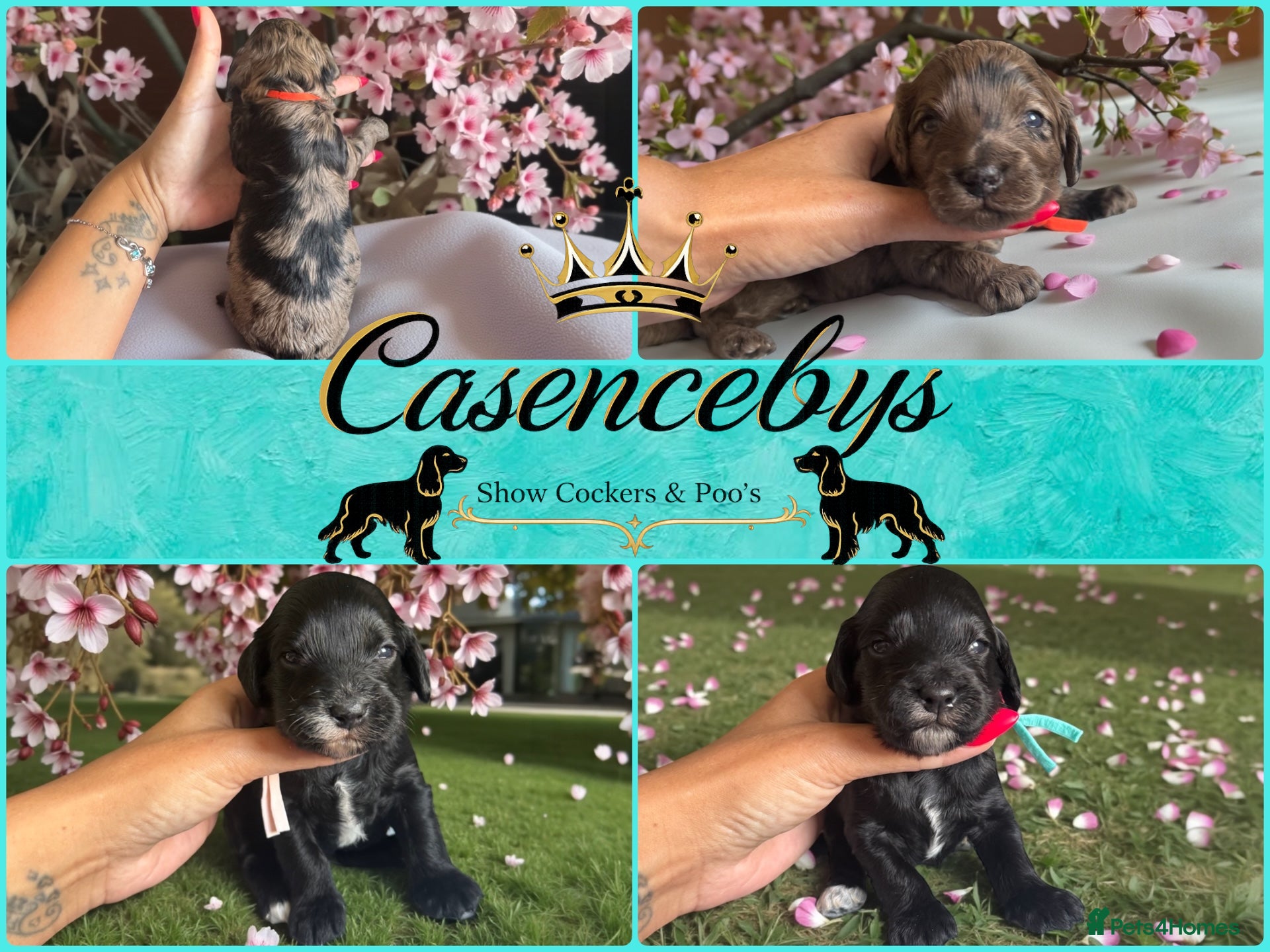 Cockapoo dogs STUNNING DNA CLEAR F1 miniature cockapoos - Advert 1