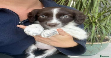 Border Collie dogs - Advert 9