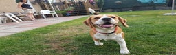 Beagle dogs for stud: Forrest the Beagle in Dundee - Advert 4
