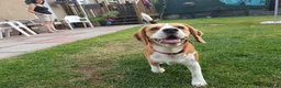Beagle dogs for stud: Forrest the Beagle in Dundee - Advert 4