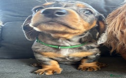 Miniature Dachshund dogs for sale: Almost ready to leave!Amazing Miniature Dachshunds in Doncaster - Image 11