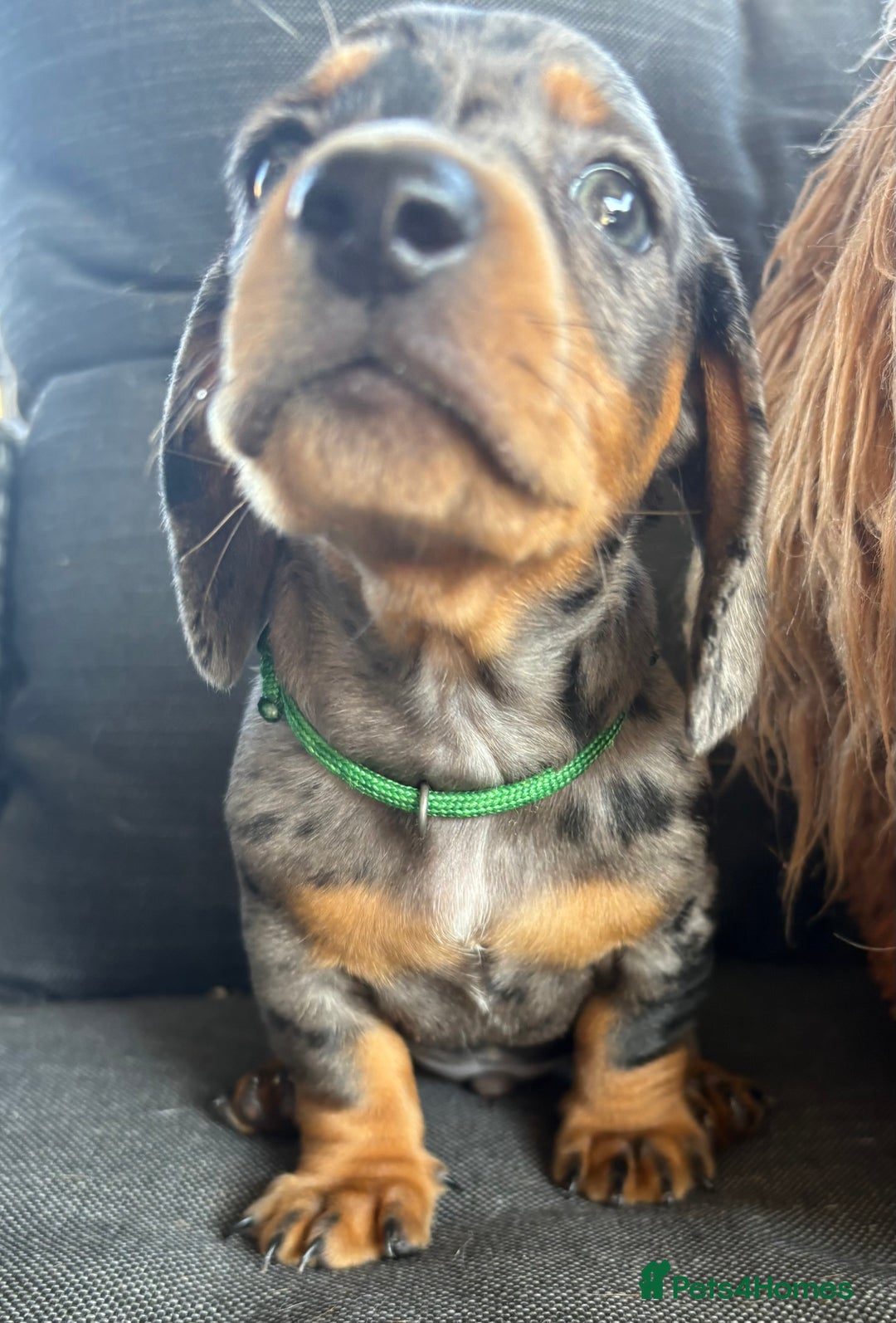 Miniature Dachshund dogs for sale: Almost ready to leave!Amazing Miniature Dachshunds in Doncaster - Image 11
