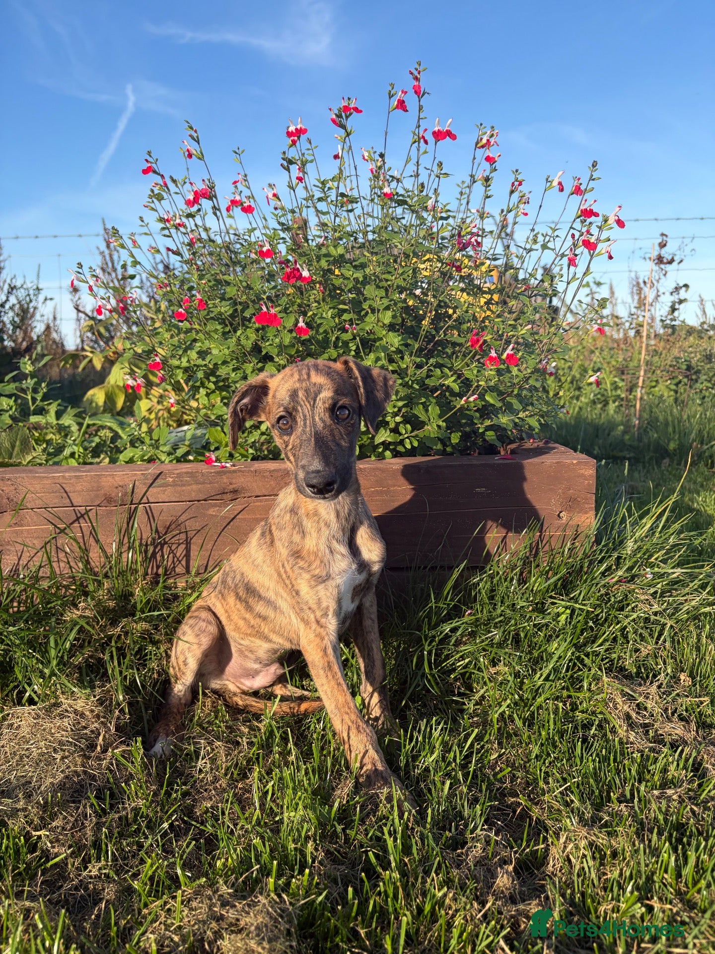 Whippet dogs Beautiful whippets- Last boy remaining  - Advert 2