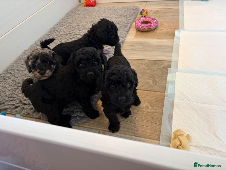 Miniature Poodle dogs Miniature Poodle Hybrid Puppies for Sale - Advert 13