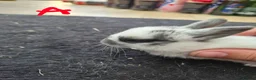 Netherland Dwarf rabbits for sale: Netherlands Dwarf babies  in Hailsham - Advert 3