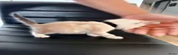 Mixed Breed cats for sale: House kittens  - Advert 14
