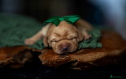 Labrador Retriever dogs for sale: Chunky KC Registered Labrador puppies - Image 5