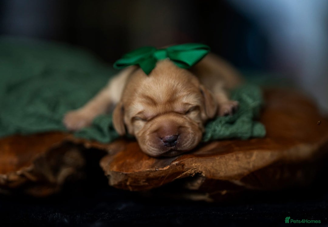 Labrador Retriever dogs for sale: Chunky KC Registered Labrador puppies - Image 5