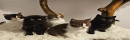 British Shorthair cats for sale: Tica British Shorthair & Longhair Champion Lines in Wigan - Advert 9