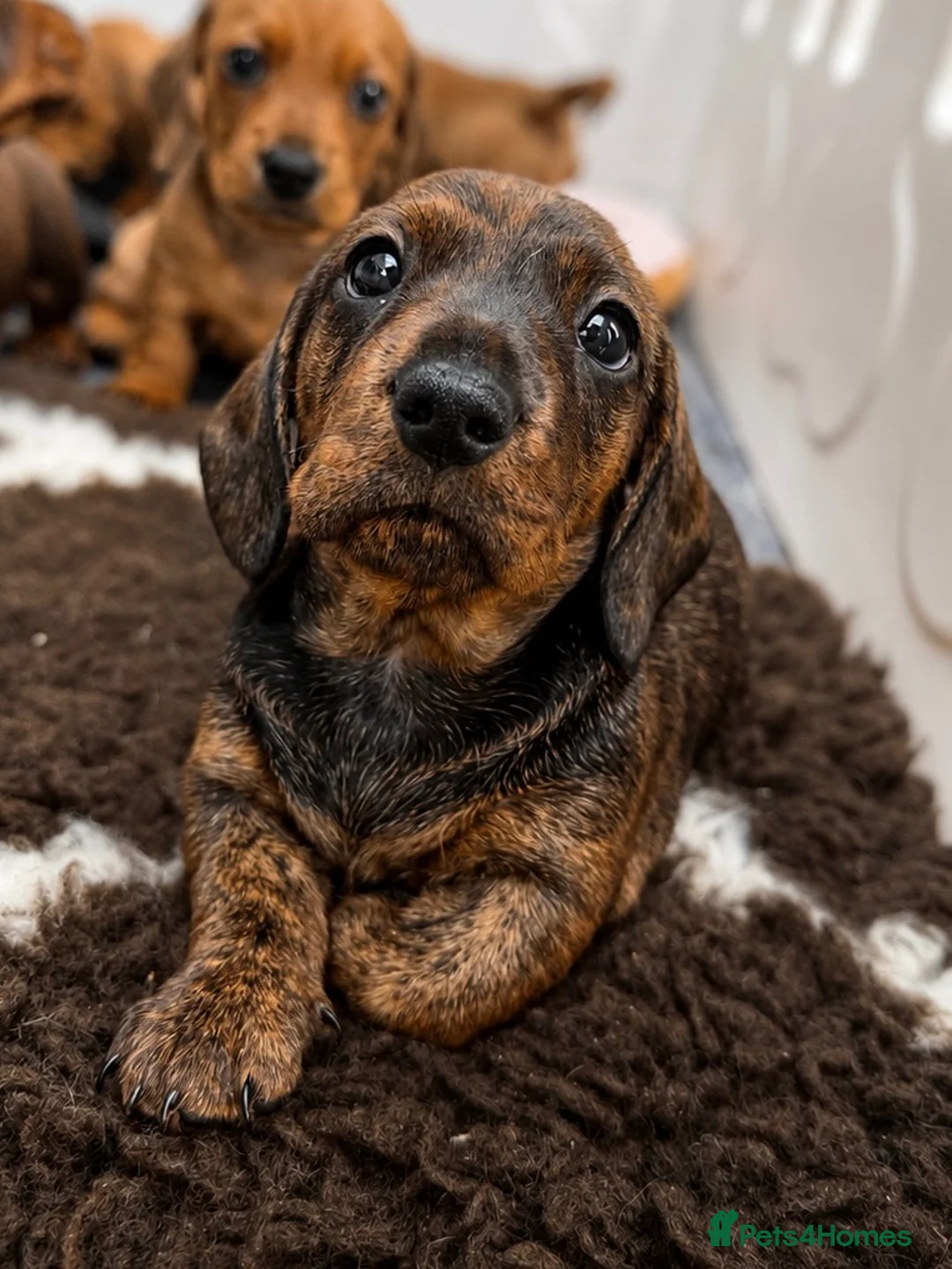 Miniature Dachshund dogs for sale: Last boy, stunning chap miniature smooth  - Advert 1