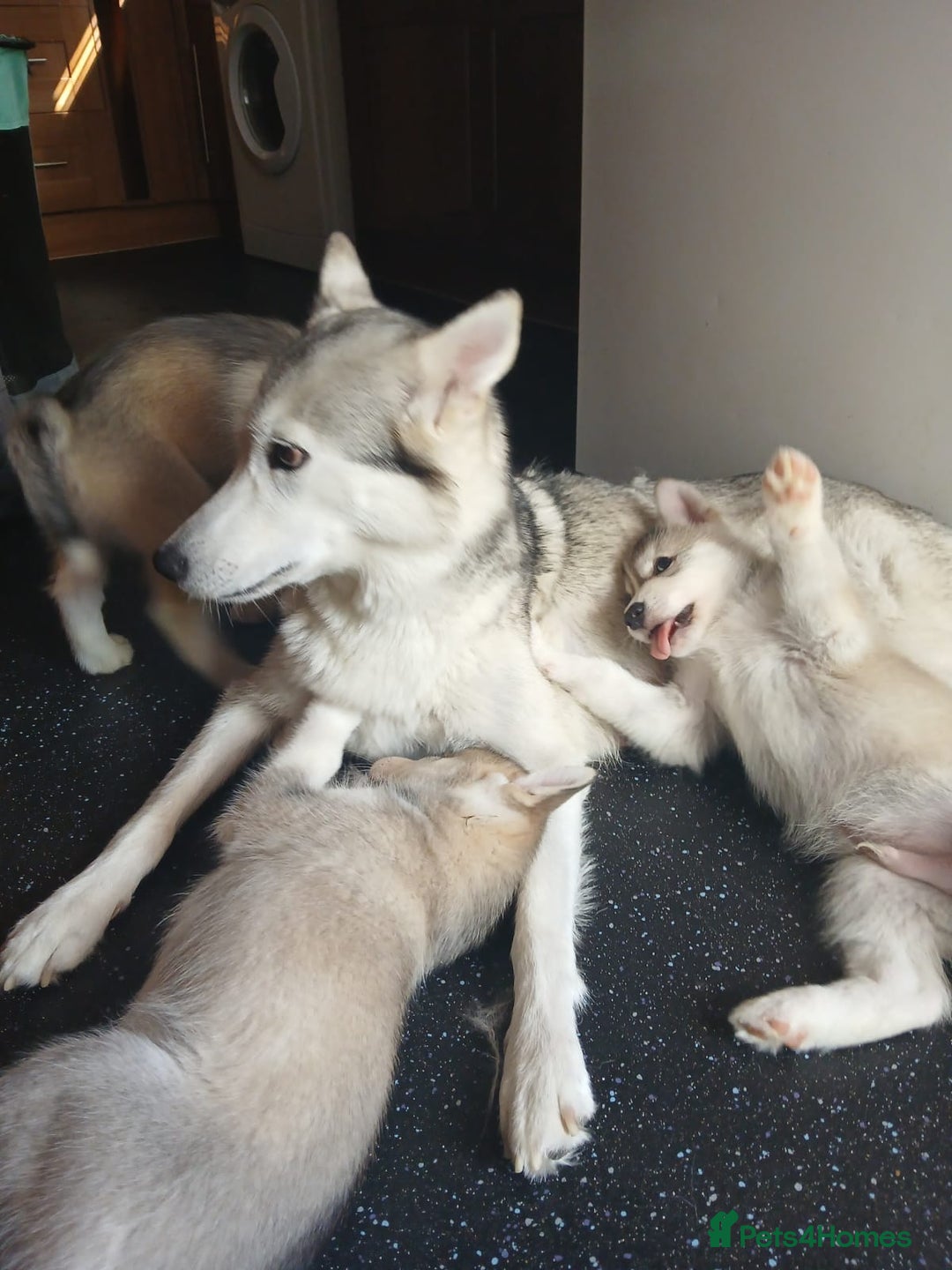 Siberian Husky dogs for sale: Husky x malamute   husky puppies  - Image 5
