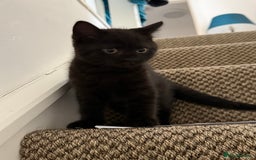 Mixed Breed cats for sale: Beautiful Chocolate Boy - Image 4