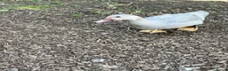 Ducks poultry for sale: Muscovy ducklings. - Advert 2