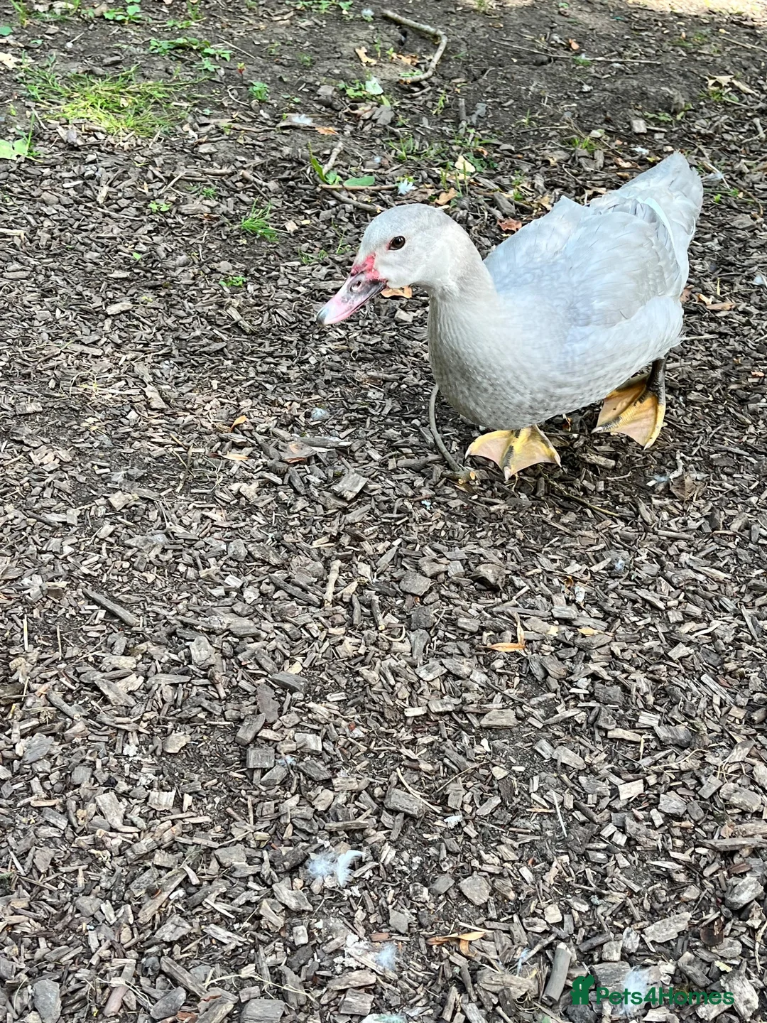 Ducks poultry for sale: Muscovy ducklings. - Advert 2