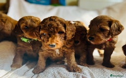 Mixed Breed dogs for sale: Australian Labradoodle Double Doodle puppies in Glastonbury - Image 6