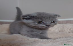 Scottish Fold cats for sale: Stunning Scottish fold kittens - Image 1