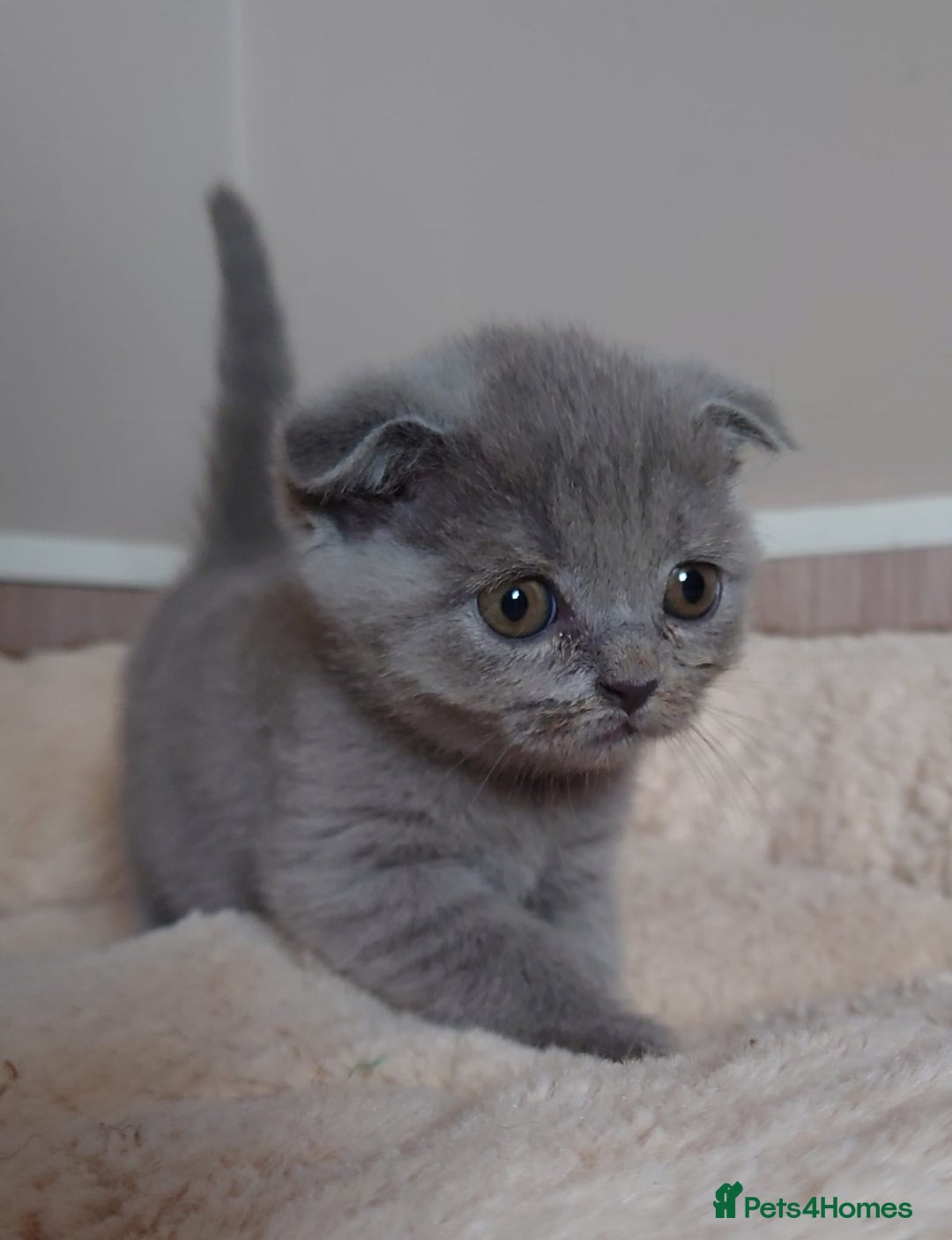 Scottish Fold cats for sale: Stunning Scottish fold kittens - Image 1