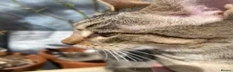 Savannah cats for sale: FULL PEDIGREE SAVANNAH girl KITTEN F5 SBT - Advert 10