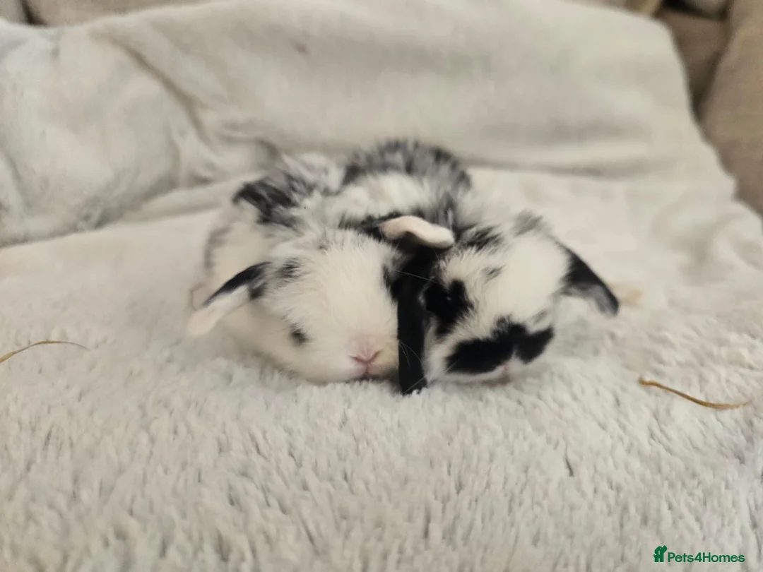 Mini Lop rabbits for sale: Beautiful Lop Bunnies Looking for Homes - Advert 1