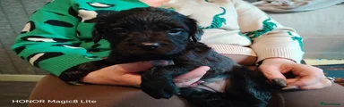 Mixed Breed 1