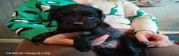 Mixed Breed dogs for sale: 6 Frenchie x Sprocker pups - Advert 4