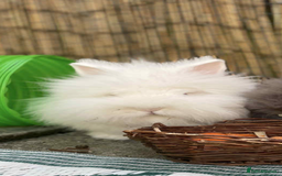 Lionhead rabbits for sale: READY TO LEAVE. Double mained lionhead baby’s  - Image 6