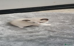 Ragdoll cats for sale: 3 quarters RAGDOLL KITTENS FOR SALE £150 - Image 20