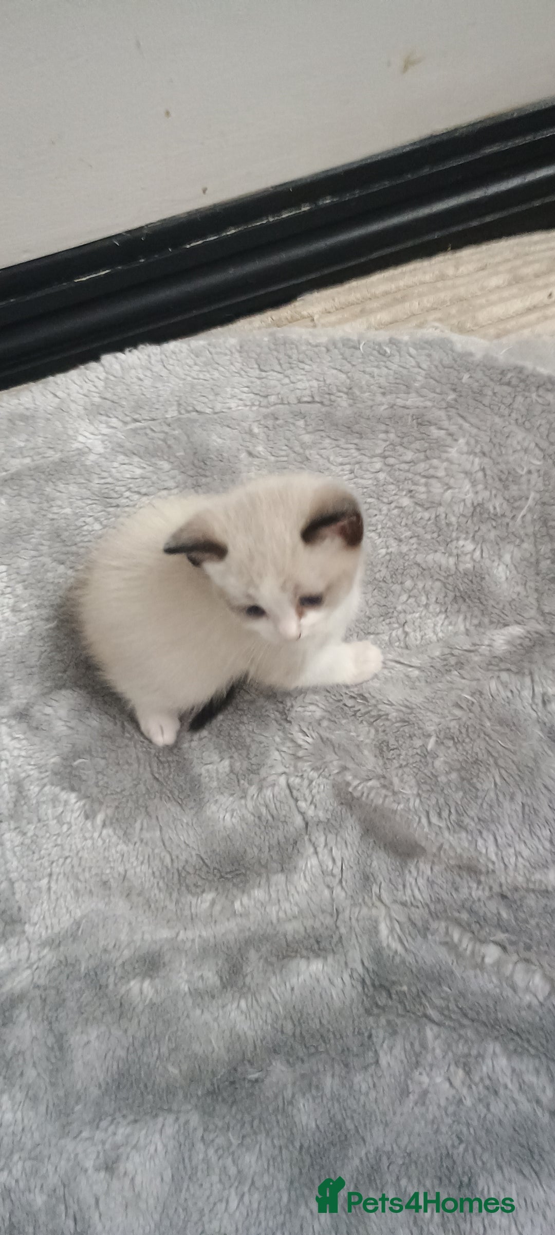 Ragdoll cats for sale: 3 quarters RAGDOLL KITTENS FOR SALE £150 - Image 20