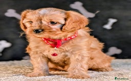 Cavapoo dogs for sale: Adorable Cavapoo Puppies Ready for thier new home - Image 4