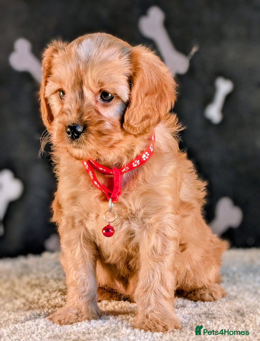 Cavapoo dogs for sale: Adorable Cavapoo Puppies Ready for thier new home - Image 4