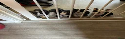 Boston Terrier dogs for sale: Boston terrier puppies  in Scunthorpe - Advert 2