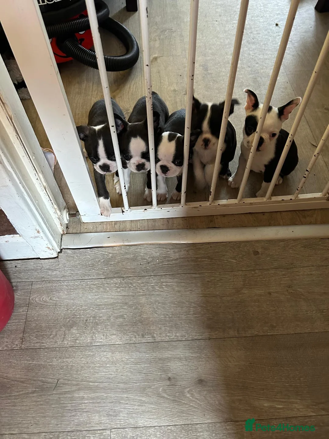 Boston Terrier dogs for sale: Boston terrier puppies  in Scunthorpe - Advert 2