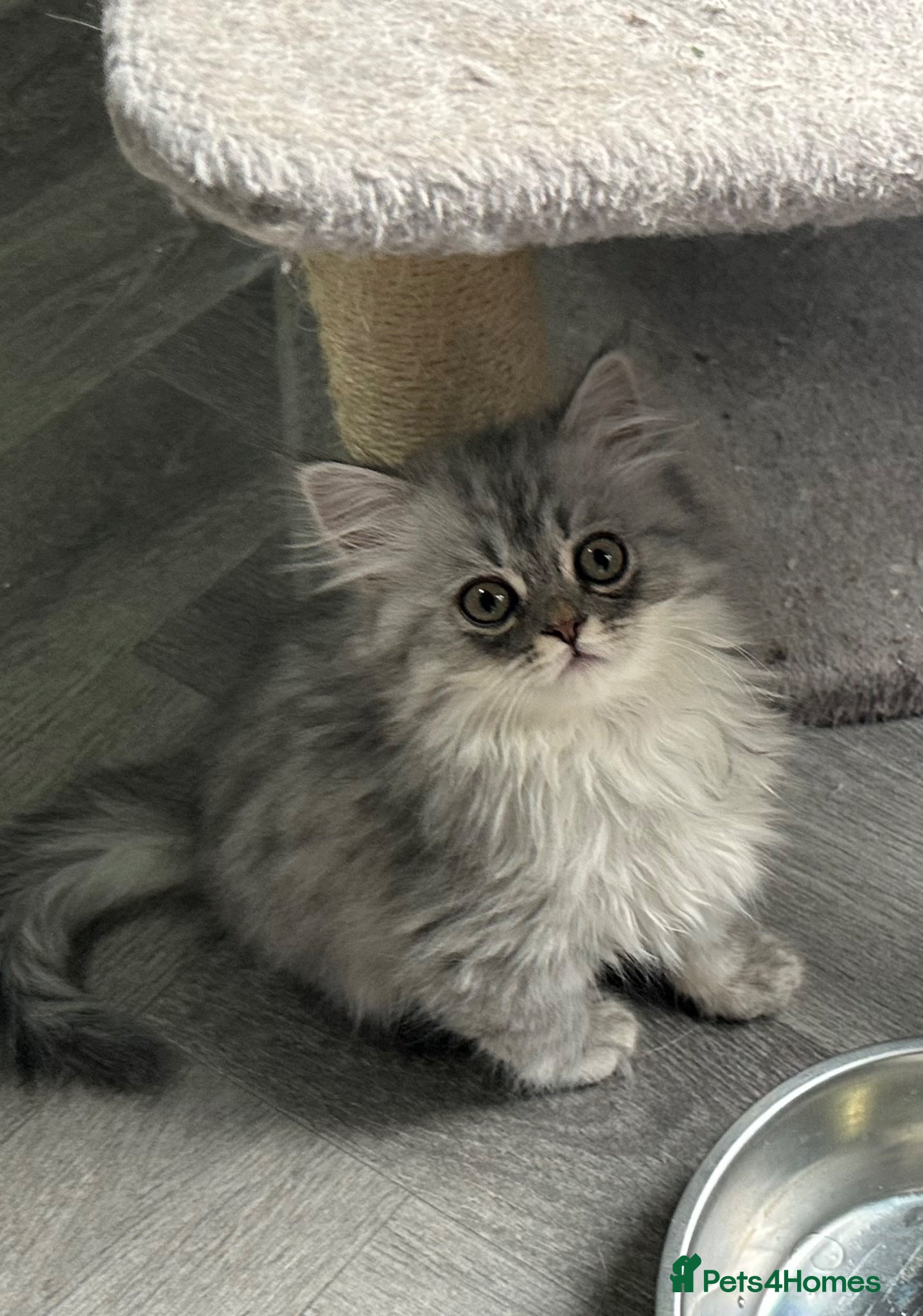 Persian cats for sale: Pure Persian long coat kitten’s - Advert 20