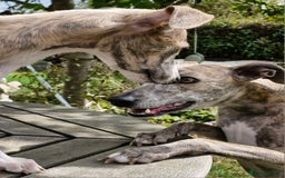 Whippet dogs for sale: Beautiful Pedigree BOY Whippet Puppy. - Image 10